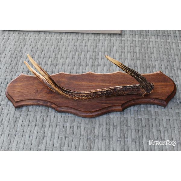 superbe corne cerf bien granite monte et presente sur socle murale en chne massif lg 50 cm