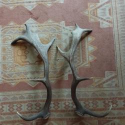 PAIRE BOIS MUES DE DAIM 45CM CHASSE CERF