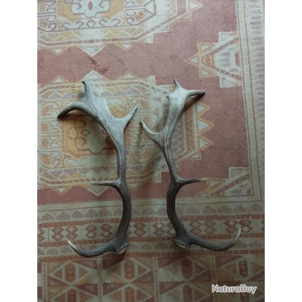 PAIRE BOIS MUES DE DAIM 45CM CHASSE CERF