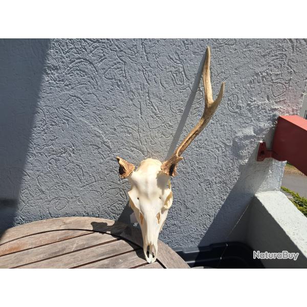 Crne de cerf Sika ; Cervus nippon #11