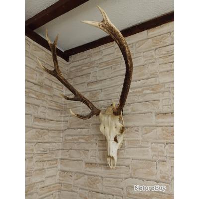 Préparer un trophée - Association Nationale des Chasseurs de Grand Gibier