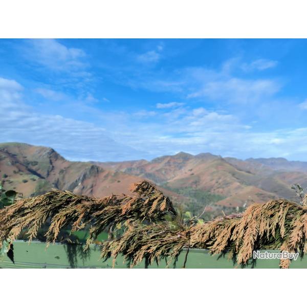 Chasse � la palombe au Pays Basque - Une offre pour les vrais passionn�s