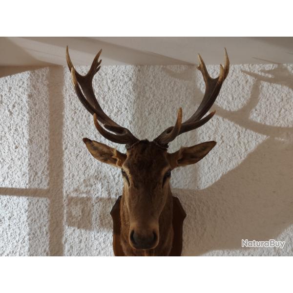 T�te de cerf 14 cors