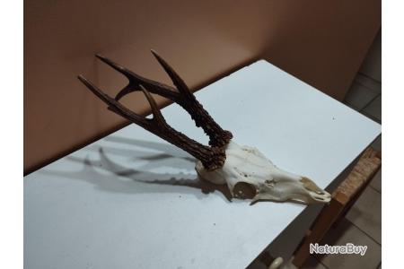 Trophée Chevreuil Brocard 6 Cors - Bois 18cm - Taxidermie Chasse