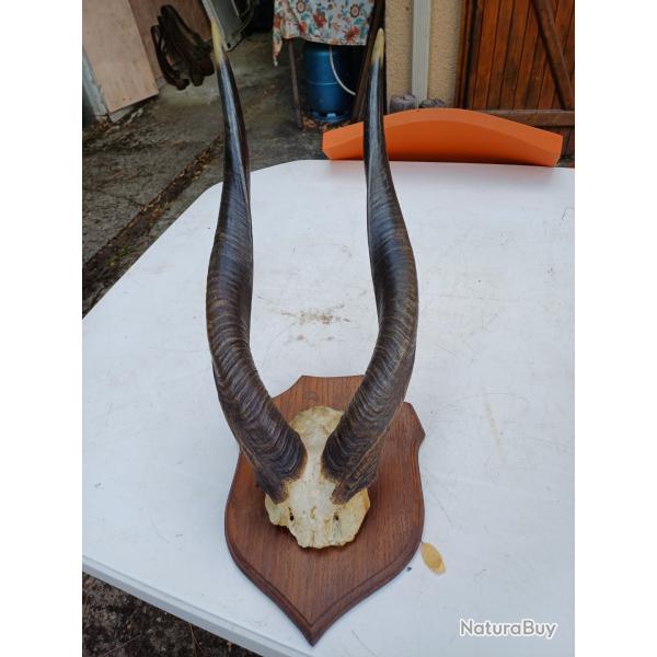 Massacre Corne de Gazelle d'Afrique ( Bushbuck )
