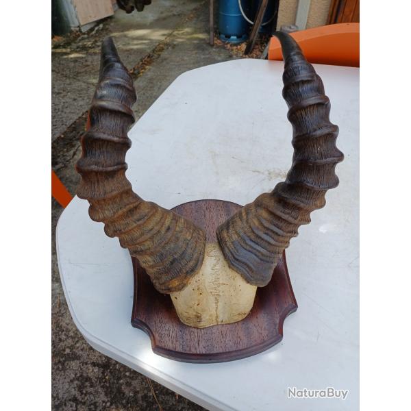 Massacre Corne de Gazelle d'Afrique ( Bubale )