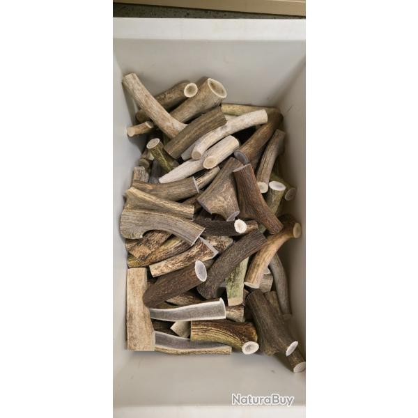 Bois de cerf pour chiens