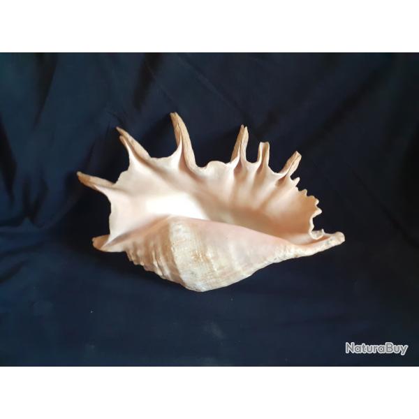 Lambis  tr�s gros coquillage des Seychelles souvenir vacance des ann�es 1960