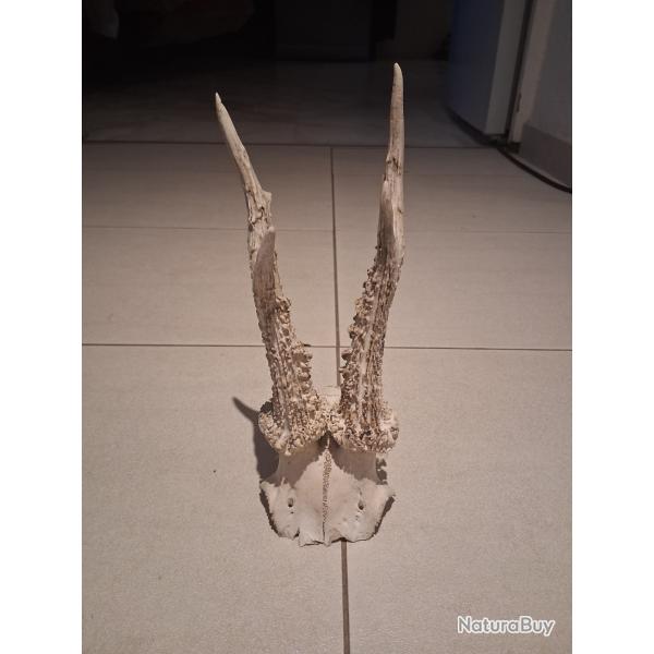 Lot de chevreuils pour plus de renseignements merci de bien vouloir me contacter cordialement.