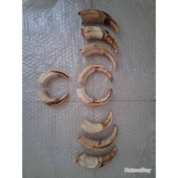 Lot de d�fenses de phacoch�res