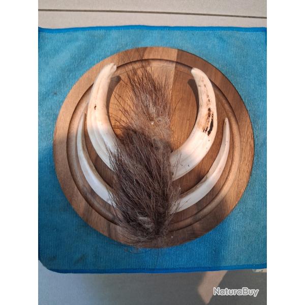 Troph�e de d�fenses de phacoch�res