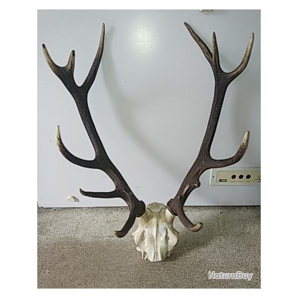 Magnifique massacre tte de cerf 12 cors