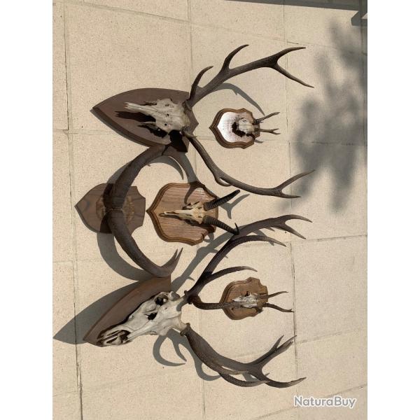 Donne 6 troph�es de chasses.