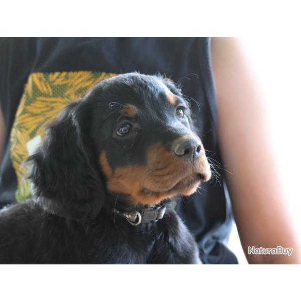 vends chiots setter Gordon