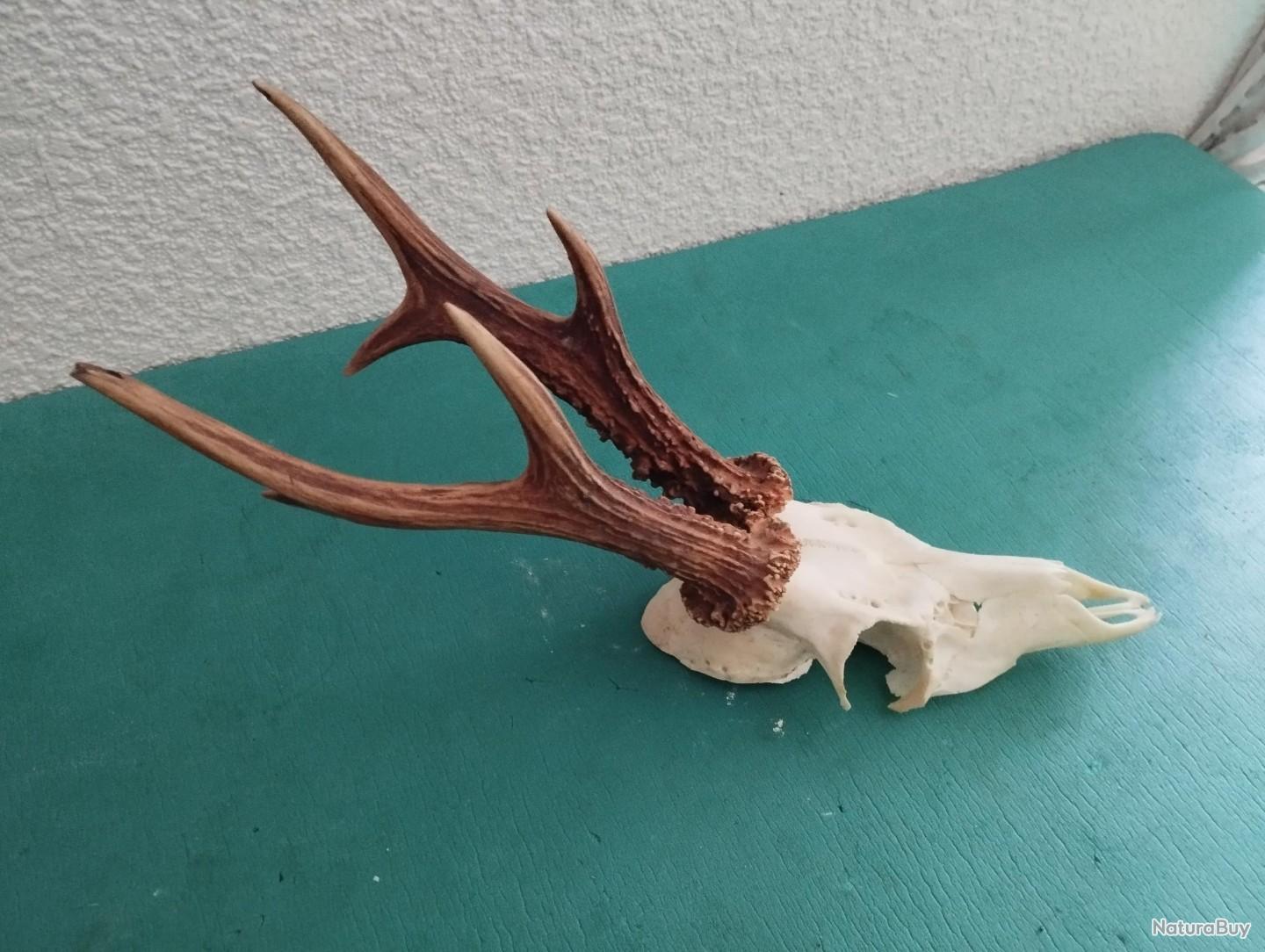 Trophée Chevreuil Brocard 6 Cors - Bois 18cm - Taxidermie Chasse