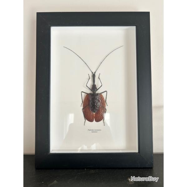 Taxidermie insecte