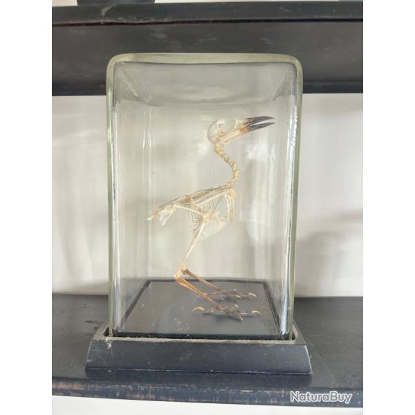 Taxidermie oiseau de java