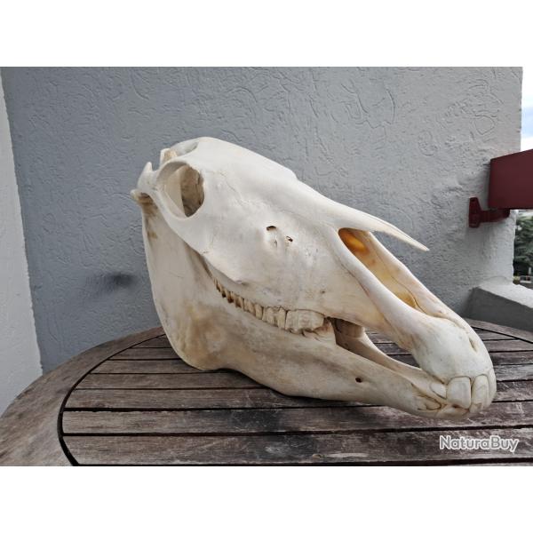 Crne de cheval #1707(1)