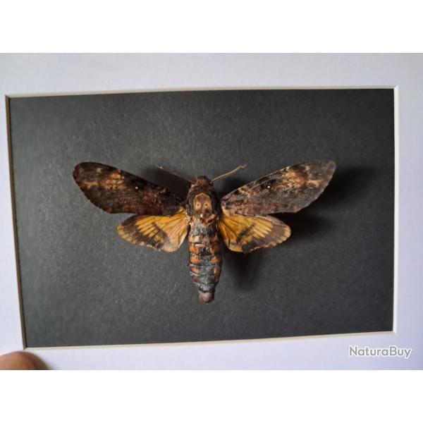 Papillon Sphinx t�te de mort en cadre ; Acherontia atropos #8