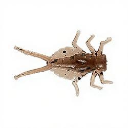 Leurre souple NIKKO Dappy mayfly 10 960 Mudbug