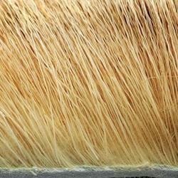 Elan cr&egrave;me 26