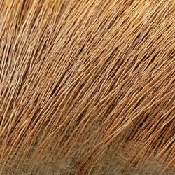 Elan golden brown 50