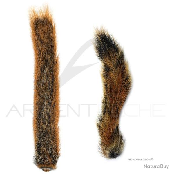 Ecureuil queue jaune 6