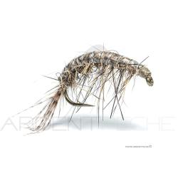 Mouche Florian St&eacute;phan Gammare N22 H12