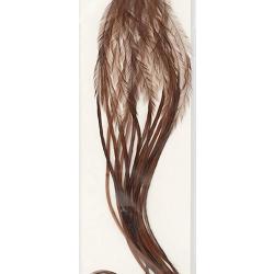 Plumes de Saddle WHITING 100 H14 teint&eacute; coachman