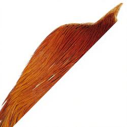 1/2 cous de coq METZ grade 2 roux
