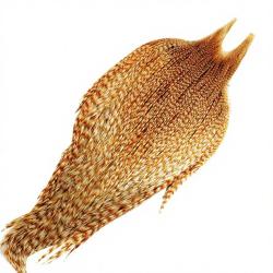 Cous de coq METZ grade 3 chinchilla roux