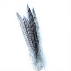 Coq de p&ecirc;che corr&eacute;zien plume de cou gris cendr&eacute; fum&eacute; H18-16