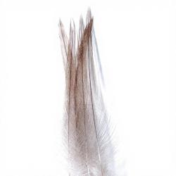 Coq de p&ecirc;che corr&eacute;zien plume de cou gris cendr&eacute; H18-16