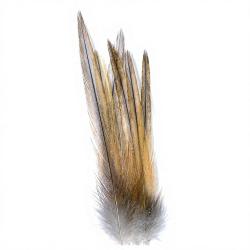 Coq de p&ecirc;che corr&eacute;zien plume de cou gris cendr&eacute; rouill&eacute; H18-16