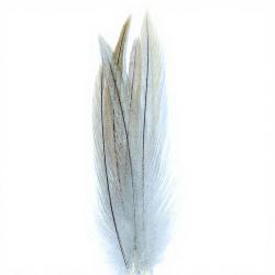 Coq de p&ecirc;che corr&eacute;zien plume de cou gris clair H12-14