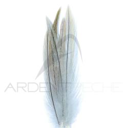 Coq de p&ecirc;che corr&eacute;zien plume de cou gris clair H18-16