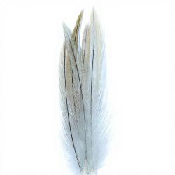 Coq de p&ecirc;che corr&eacute;zien plume de cou gris clair H18-16