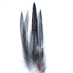 Coq de p&ecirc;che corr&eacute;zien plume de cou gris fum&eacute; H12-14
