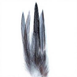 Coq de p&ecirc;che corr&eacute;zien plume de cou gris fum&eacute; H18-16