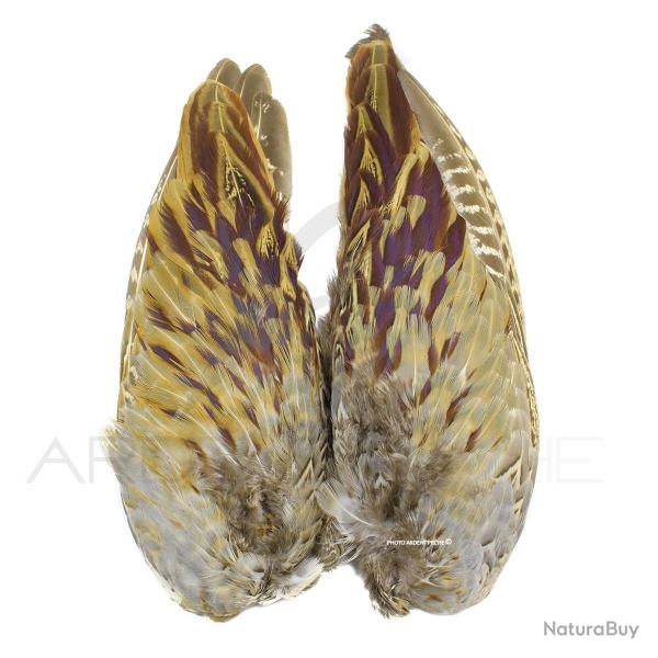 Faisan commun paire d�aile