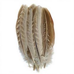 Faisan commun plume d&acute;ailes