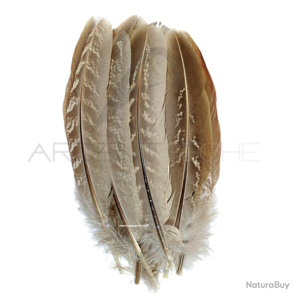 Faisan commun plume d�ailes