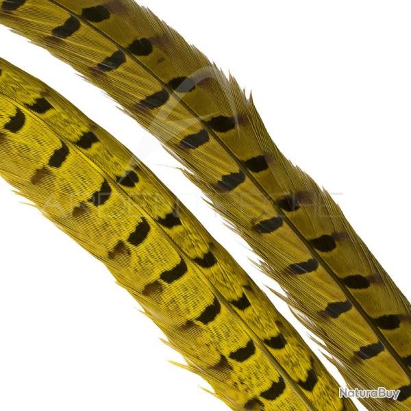 Faisan commun queue teint�e jaune