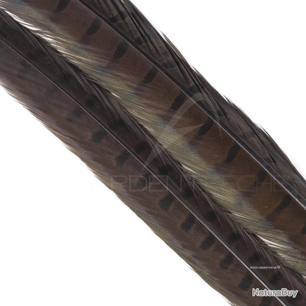 Faisan commun queue teint�e marron