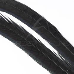 Faisan commun queue teint&eacute;e noire