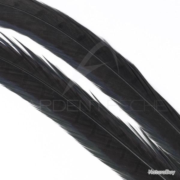 Faisan commun queue teint�e noire