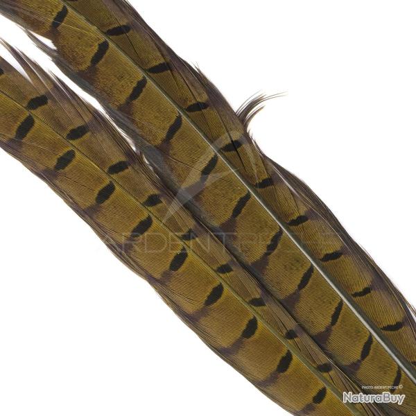 Faisan commun queue teint�e olive