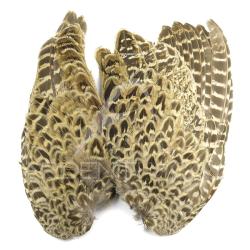 Faisane La paire d�aile