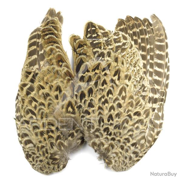 Faisane La paire d�aile