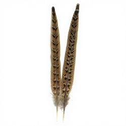 Faisane Plume de queue